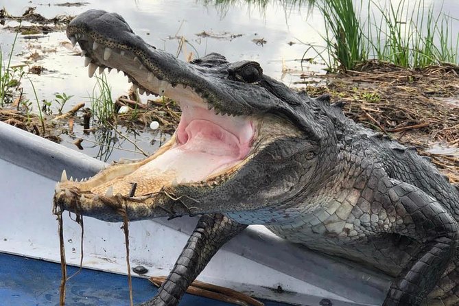 Large Airboat Swamp Tour with Transportation from New Orleans - From downtown hotel to the Barataria wetlands