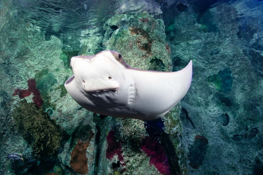 Las Vegas: Shark Reef Aquarium Entry Ticket - Who will enjoy Shark Reef most?