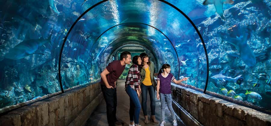 Las Vegas: Shark Reef Aquarium Entry Ticket - Undersea Explorer adds a six-minute burst of action