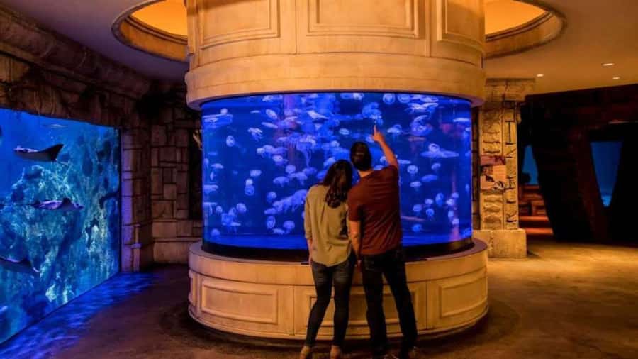 Las Vegas: Shark Reef Aquarium Entry Ticket - Getting there takes longer than expected