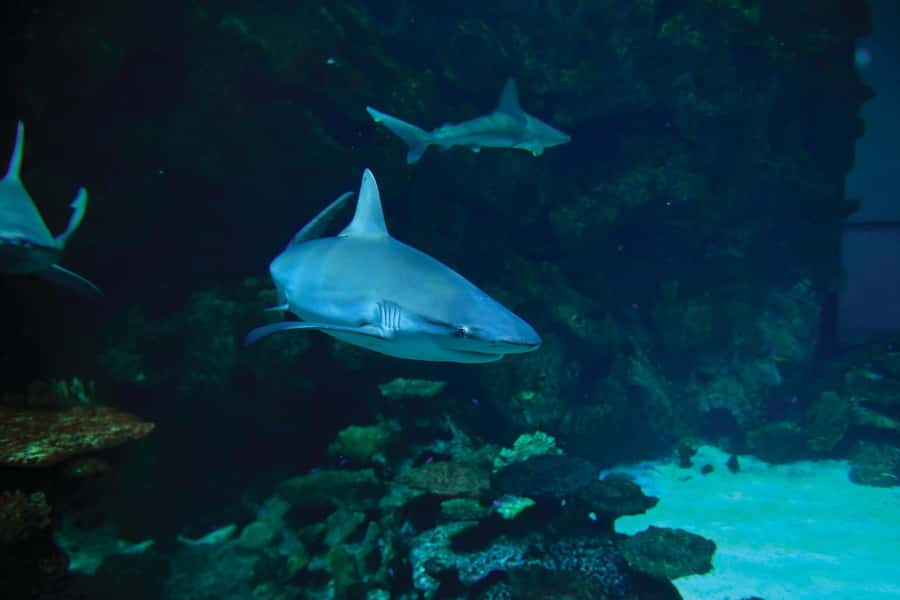Las Vegas: Shark Reef Aquarium Entry Ticket - Timing matters more than you might expect