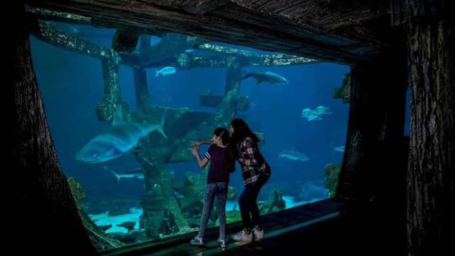 Las Vegas: Shark Reef Aquarium Entry Ticket - Is $29 good value?
