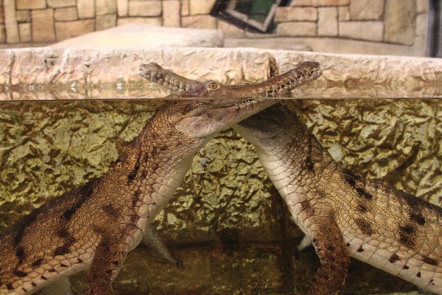 Las Vegas: Shark Reef Aquarium Entry Ticket - Conservation and animal care