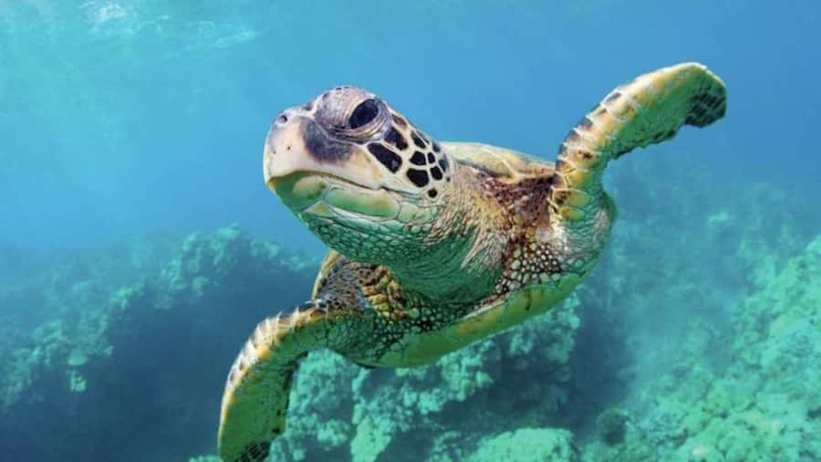 Las Vegas: Shark Reef Aquarium Entry Ticket - The touch pool makes the aquarium hands-on
