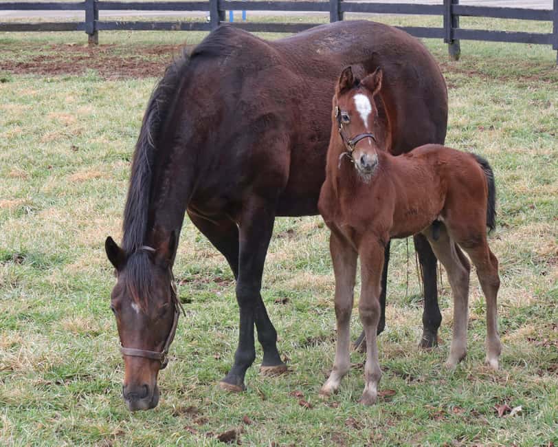 Lexington: Thoroughbred Horse Farm Tour and Scenic Bluegrass - Who will enjoy this most