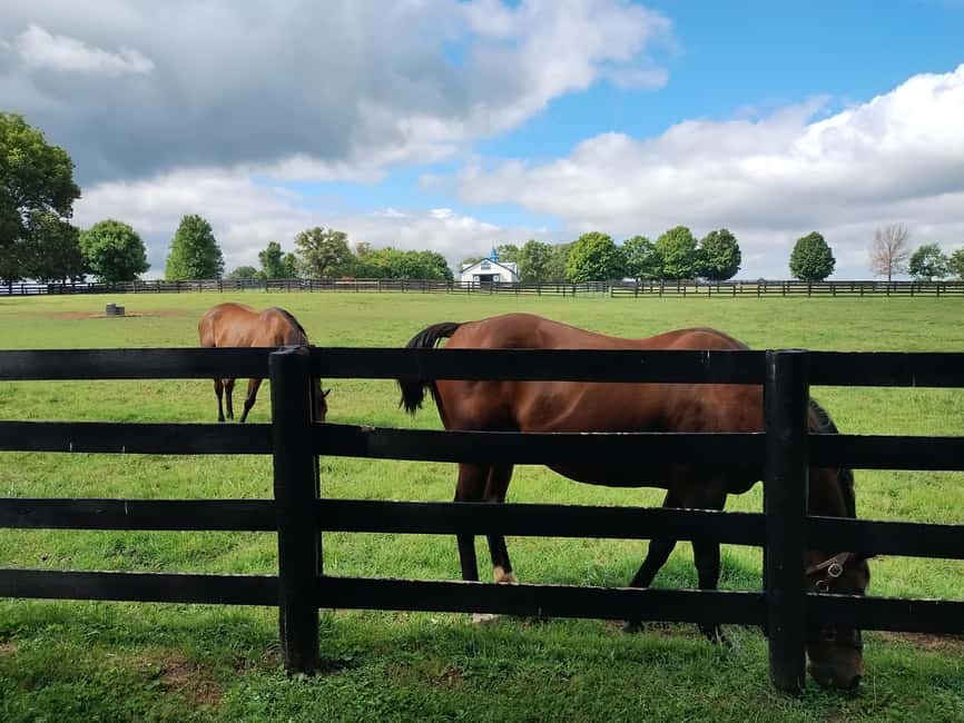 Lexington: Thoroughbred Horse Farm Tour and Scenic Bluegrass - Morning or afternoon?