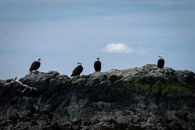 Lighthouse, Totems & Eagles Excursion (Ketchikan) - Key points to know before you book