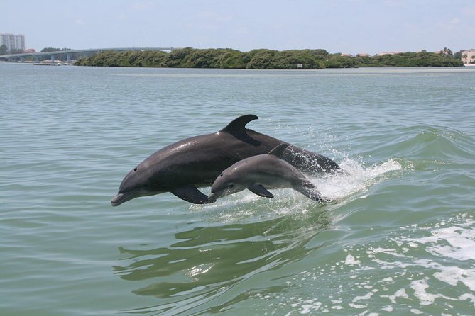 Little Toot Dolphin Adventure at Clearwater Beach - Key points to know before boarding