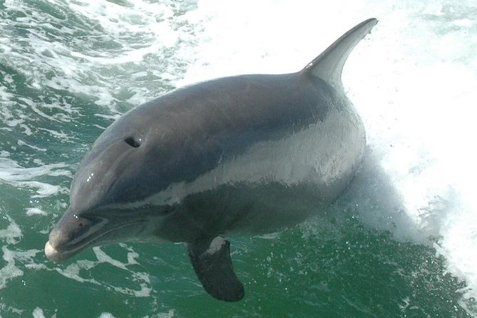 Little Toot Dolphin Adventure at Clearwater Beach - Boat comfort, space, and practical details