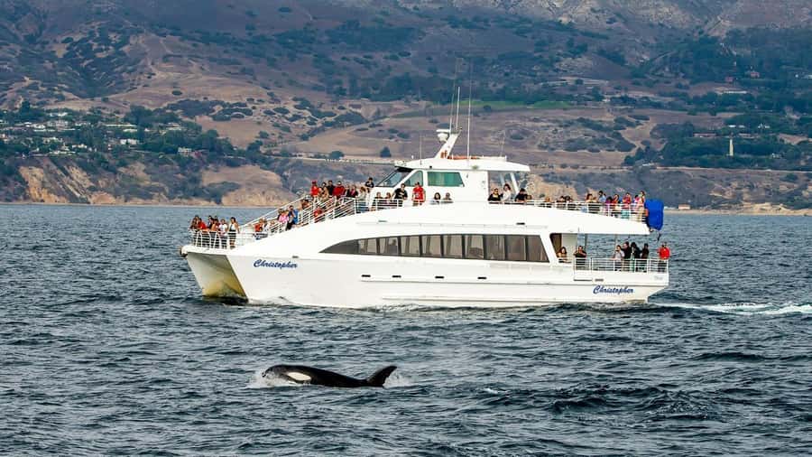 Long Beach: Whale and Dolphin Watching Cruise - Key points at a glance