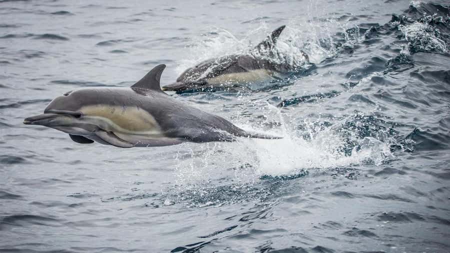 Long Beach: Whale and Dolphin Watching Cruise - Leaving Long Beach Harbor for the Pacific