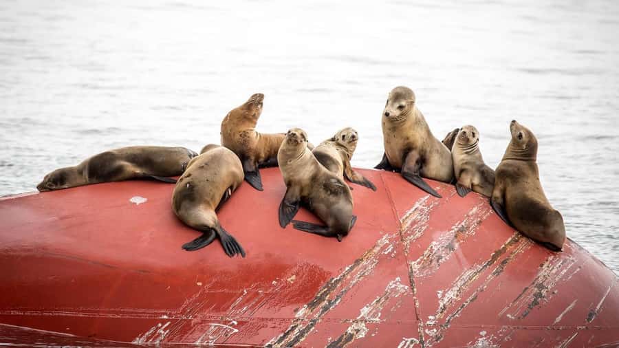 Long Beach: Whale and Dolphin Watching Cruise - Aquarium educators turn sightings into lessons