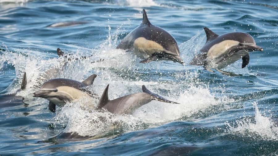 Long Beach: Whale and Dolphin Watching Cruise - What you might see beyond the whales