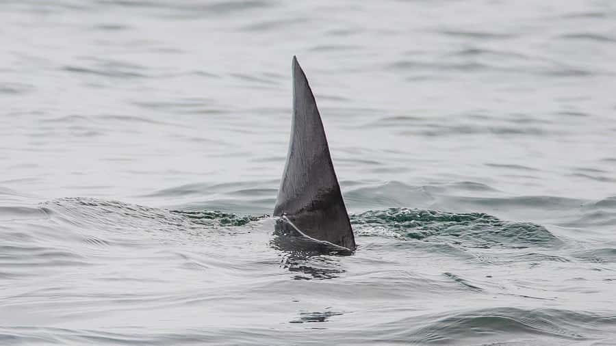 Long Beach: Whale and Dolphin Watching Cruise - Is $45 a fair price for 150 minutes?
