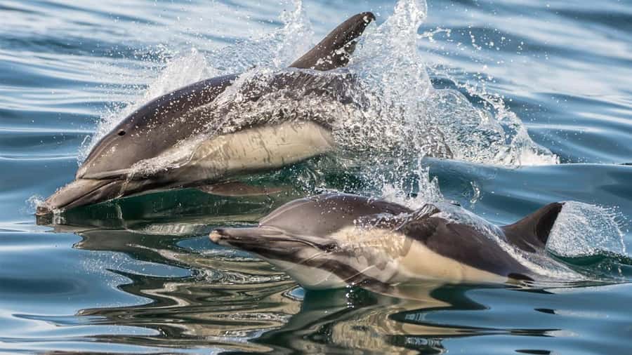 Long Beach: Whale and Dolphin Watching Cruise - Booking details worth knowing