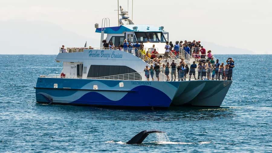 Long Beach: Whale and Dolphin Watching Cruise - Why the catamaran matters after the breakwater