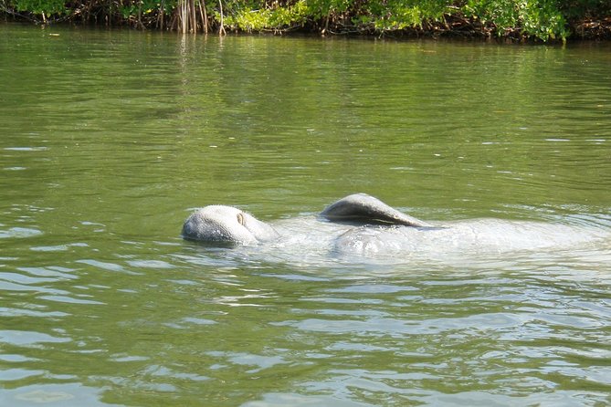Lovers Key Guided Eco Tour-Mangrove Estuary - Who should choose this tour?
