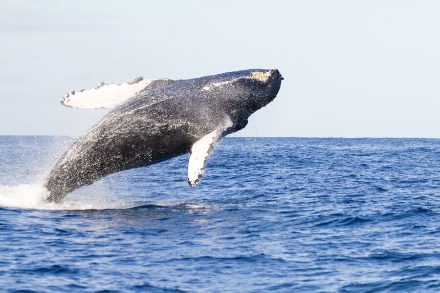 Ma'alaea Harbor: Whale Watching Tour Aboard Power Catamaran - Why Maalaea is one of Mauis best whale-watching departure points