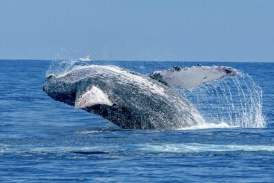 Ma’alaea Harbor: Whale Watching Tour Aboard Power Catamaran