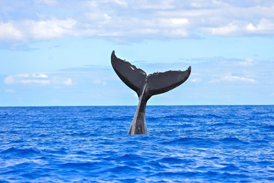 Ma'alaea Harbor: Whale Watching Tour Aboard Power Catamaran - Seating, comfort, and what to bring