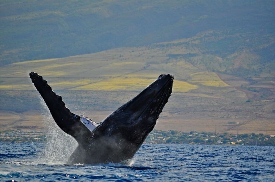 Ma'alaea Harbor: Whale Watching Tour Aboard Power Catamaran - Booking, timing, and a few practical cautions