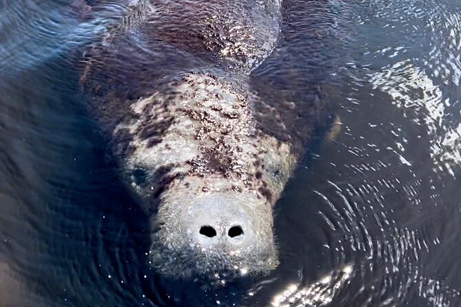 Manatee Sightseeing and Wildlife Boat Tour - A small boat ride from Port of the Islands