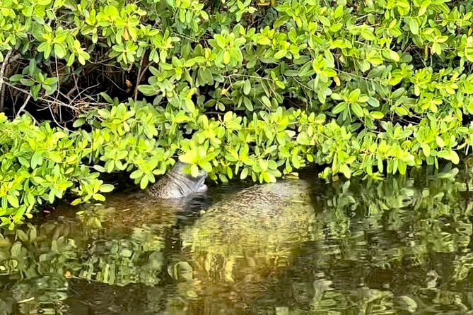 Manatee Sightseeing and Wildlife Boat Tour - More than manatees: alligators, crocodiles, sharks, and birds