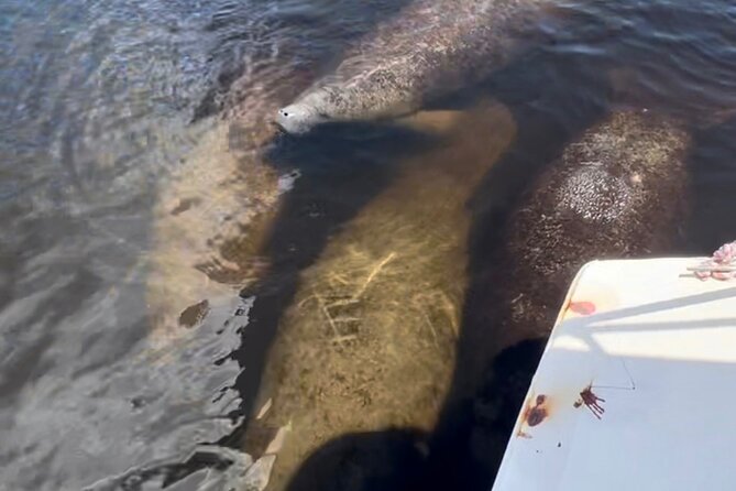 Manatee Sightseeing and Wildlife Boat Tour - Why the guides make such a difference