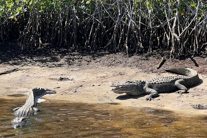 Manatee Sightseeing and Wildlife Boat Tour - The tradeoff between a boat tour and a wilder setting