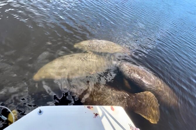 Manatee Sightseeing and Wildlife Boat Tour - Practical details that affect your day