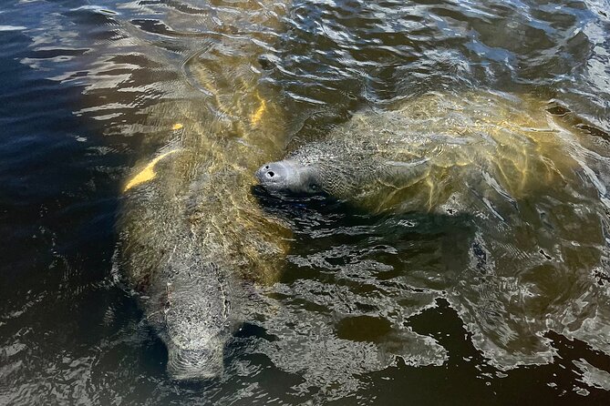 Manatee Sightseeing and Wildlife Boat Tour - What the 90-minute route feels like