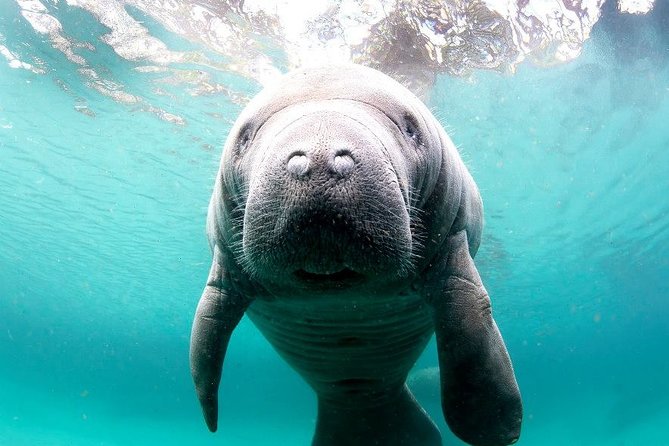 Manatee Snorkel Small Group Tour - Swimming near manatees at Three Sisters Springs