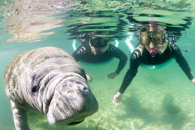 Manatee Snorkel Small Group Tour - Photos, rules, and the extra cost