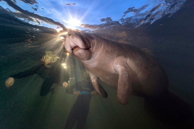 Manatee Swim Tour with In Water Photographer - Why swimming with Crystal River manatees feels different