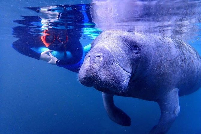 Manatee Swim Tour with In Water Photographer - What the photographer adds