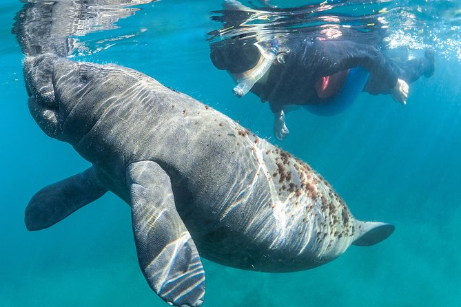 Manatee Swim Tour with In Water Photographer - Timing, season, and water clarity