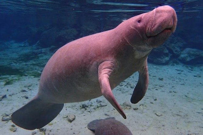 Manatee Swim Tour with In Water Photographer - The boat ride through the refuge