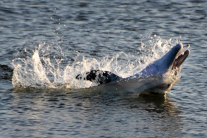 Mangrove Tunnels, Dolphins, Manatee Tour #1 Rated in Cocoa Beach - What the two-hour Cocoa Beach paddle feels like