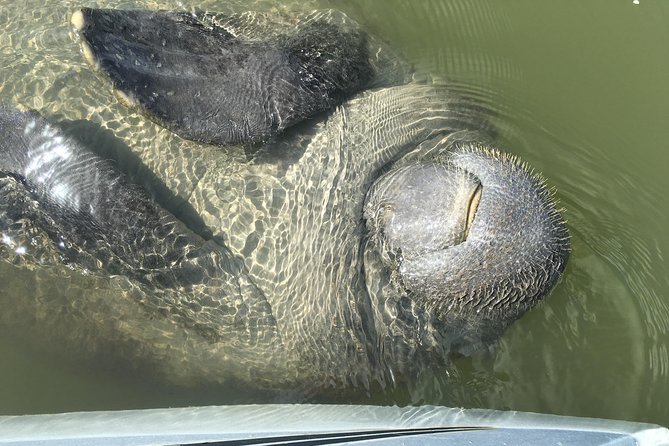 Mangrove Tunnels, Dolphins, Manatee Tour #1 Rated in Cocoa Beach - Should you book it?
