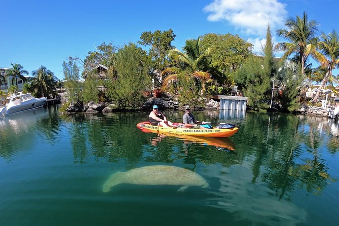 Mangroves and Manatees - Guided Kayak Eco Tour - What the two-hour route feels like