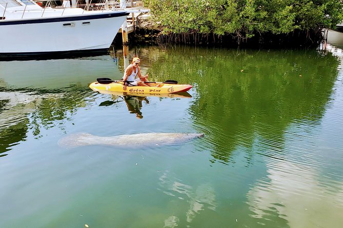 Mangroves and Manatees - Guided Kayak Eco Tour - Wildlife spotting without false promises