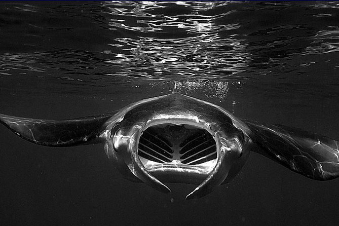 Manta Magic: Small-Group Manta Ray Night Snorkel in Kailua Kona - Watching manta rays beneath the sunset