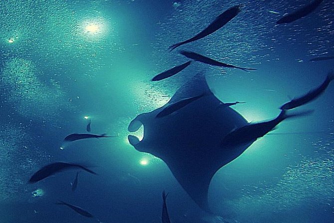 Manta Magic: Small-Group Manta Ray Night Snorkel in Kailua Kona - What the $145 price includes
