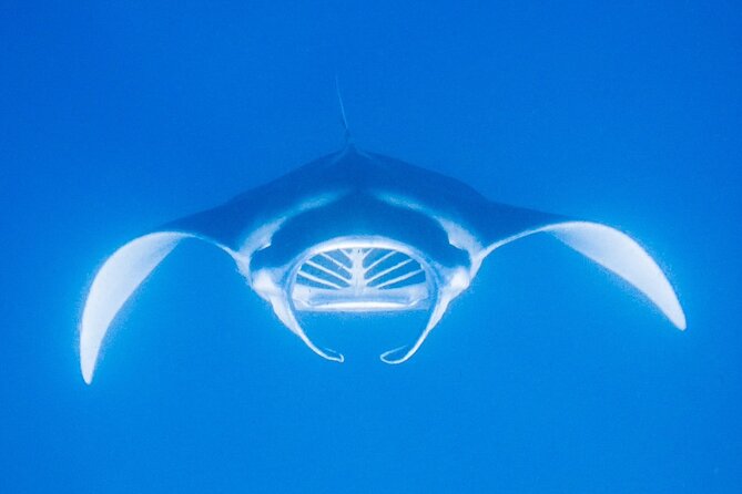 Manta Magic: Small-Group Manta Ray Night Snorkel in Kailua Kona - Practical comfort tips for the evening