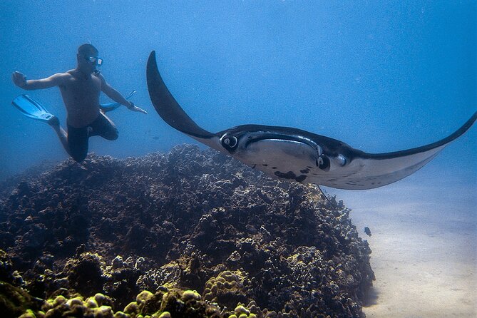 Manta Magic: Small-Group Manta Ray Night Snorkel in Kailua Kona - Weather, cancellations, and the wild-animal factor