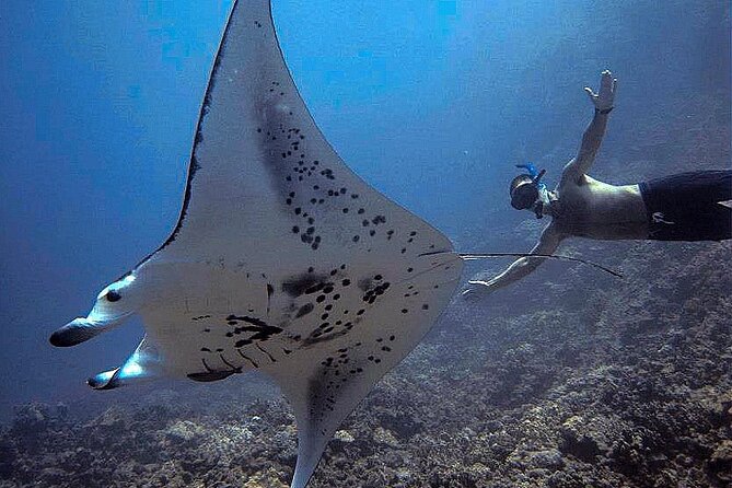 Manta Magic: Small-Group Manta Ray Night Snorkel in Kailua Kona - Who should book Manta Magic