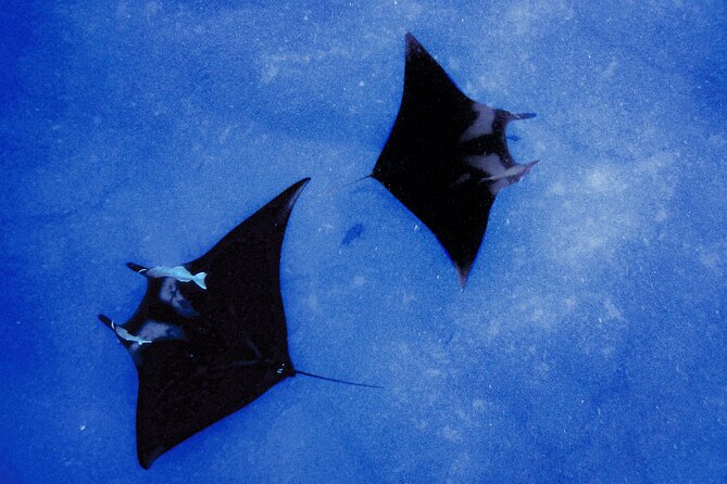 Manta Magic: Small-Group Manta Ray Night Snorkel in Kailua Kona - Holding the light board in the dark