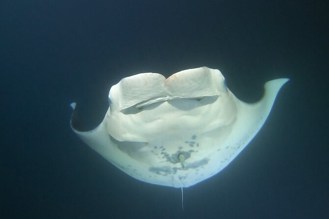 Manta Ray Night Snorkel at Kona, Big Island - The crew matters more than the equipment