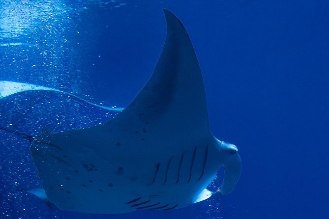 Manta Ray Night Snorkel at Kona, Big Island - A short ride to the manta feeding site