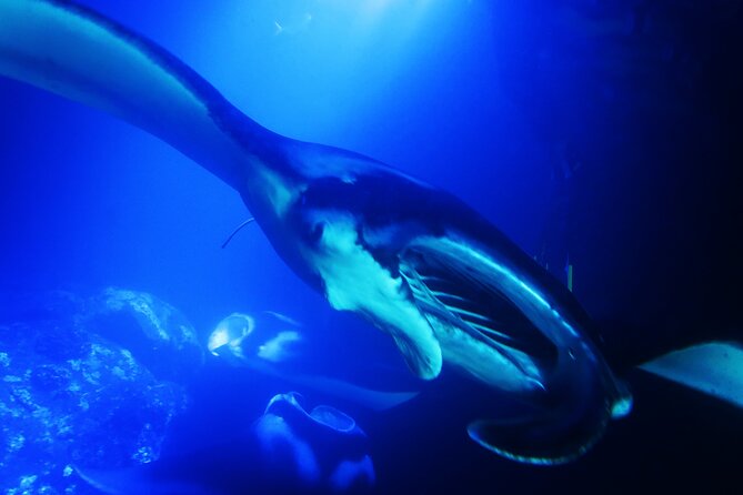 Manta Ray Night Snorkel Experience of a Lifetime - Small boat, simple setup, and mixed service